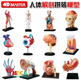 4d master puzzle zabawka do montażu ludzkiego ciała organ model anatomiczny model nauczania medycznego