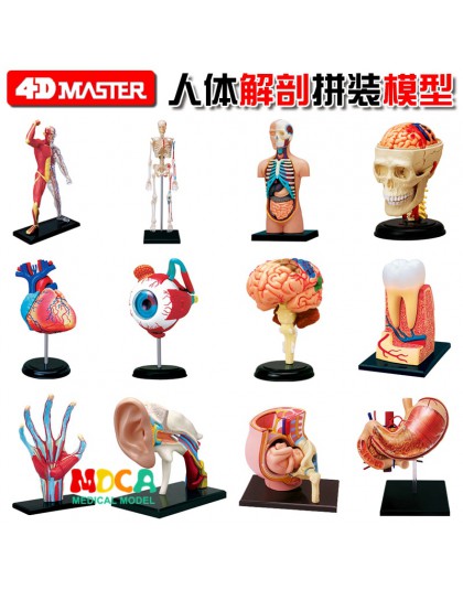 4d master puzzle zabawka do montażu ludzkiego ciała organ model anatomiczny model nauczania medycznego