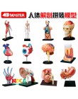 4d master puzzle zabawka do montażu ludzkiego ciała organ model anatomiczny model nauczania medycznego