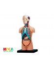 4d master puzzle zabawka do montażu ludzkiego ciała organ model anatomiczny model nauczania medycznego